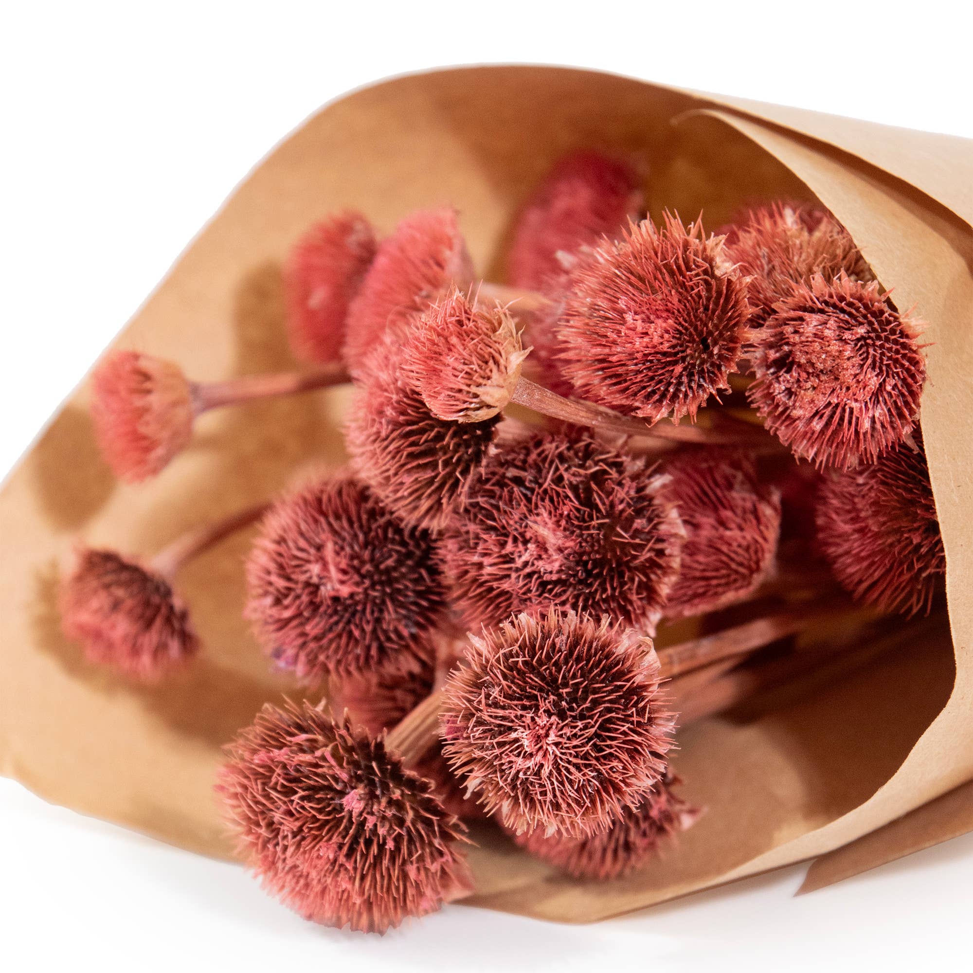 MINI Pink Wild Daisy Bundle #86