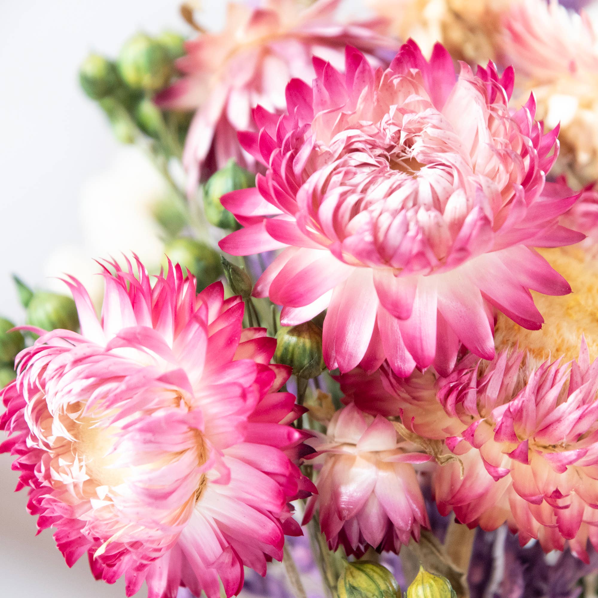 MINI Strawflower & Larkspur Bouquet Bundle #219