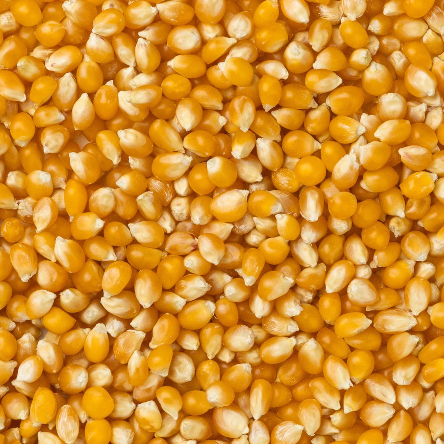 2lb Bag of Baby Yellow Popcorn