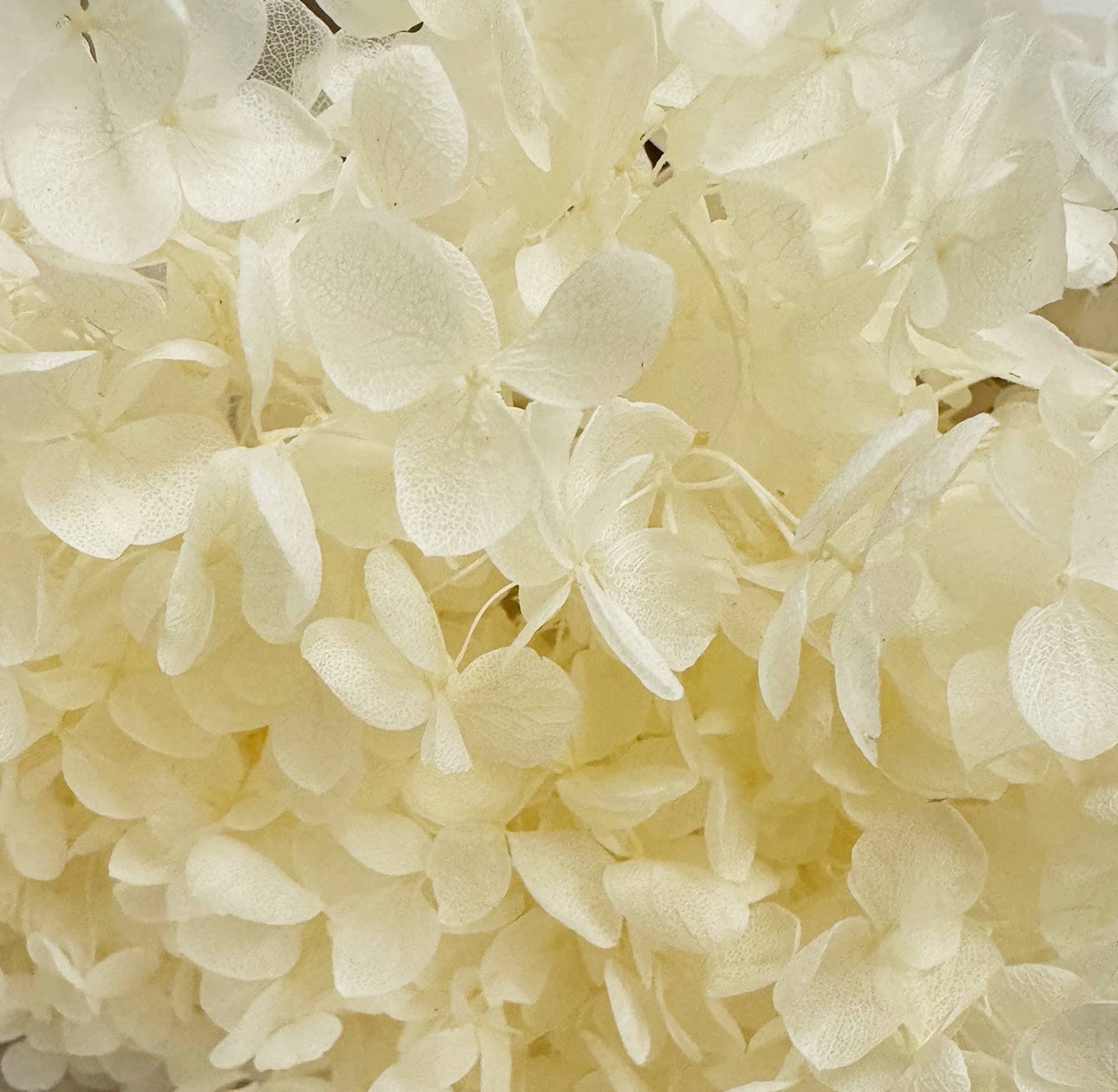 Ivory Preserved Hydrangea #157