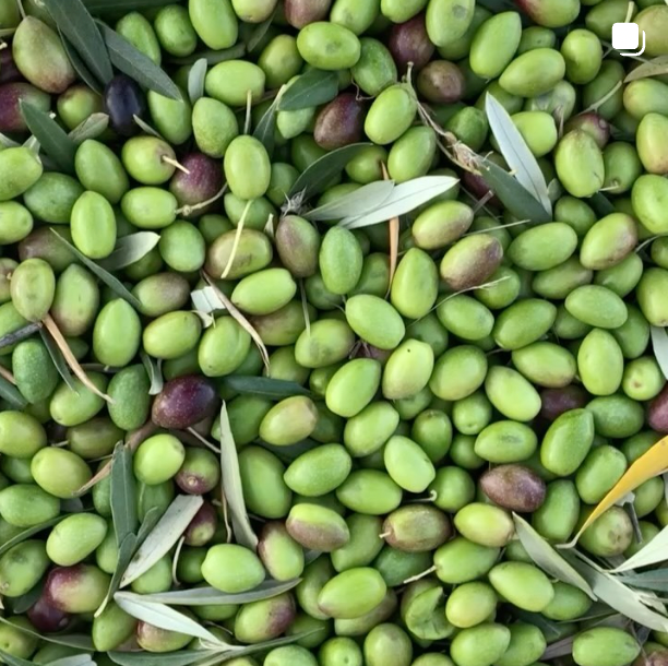Wonder Valley Olive Oil