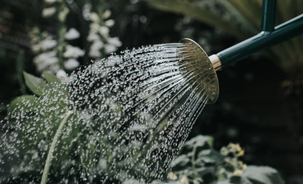 The Bearwood Brook Two Gallon Watering Can