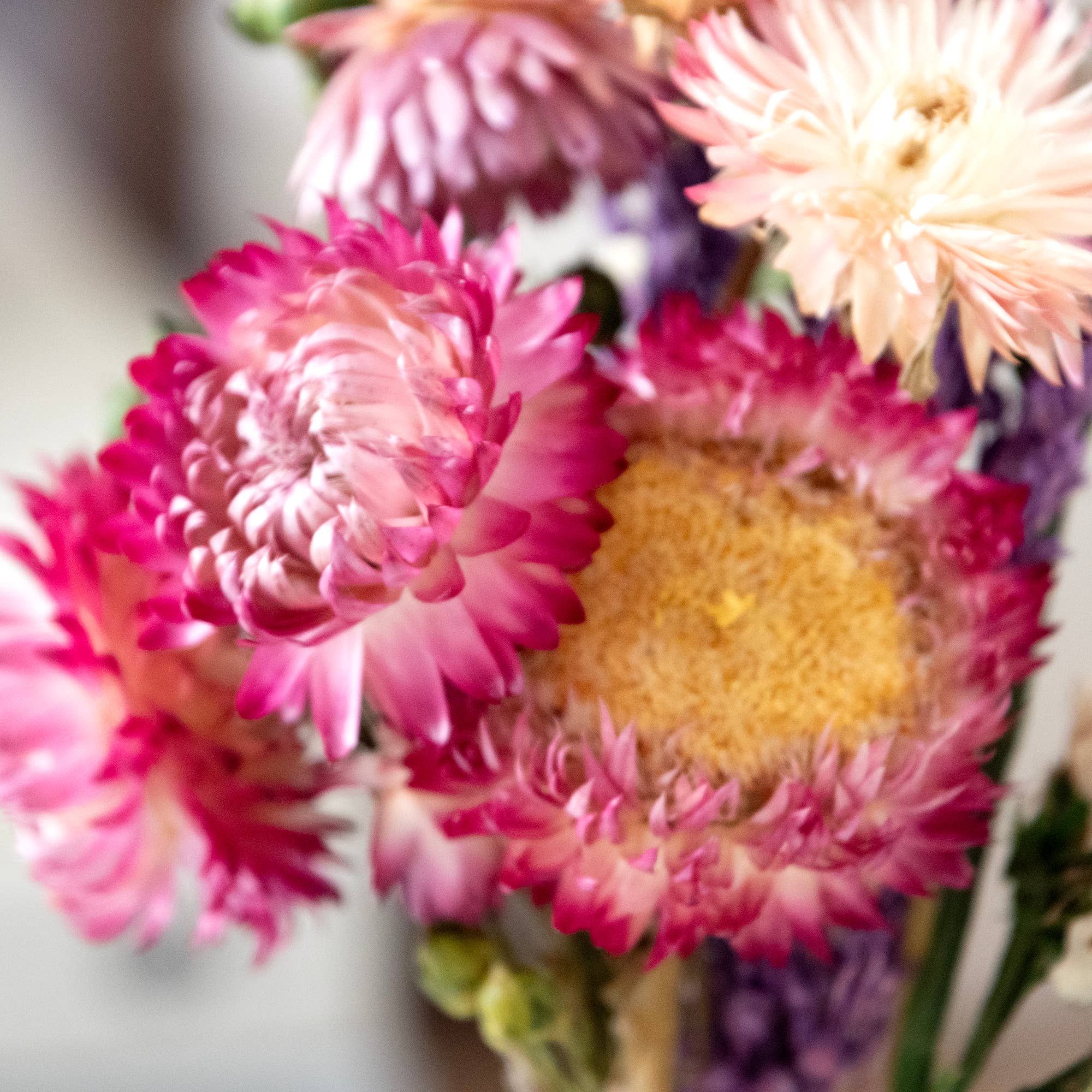 MINI Strawflower & Larkspur Bouquet Bundle #219
