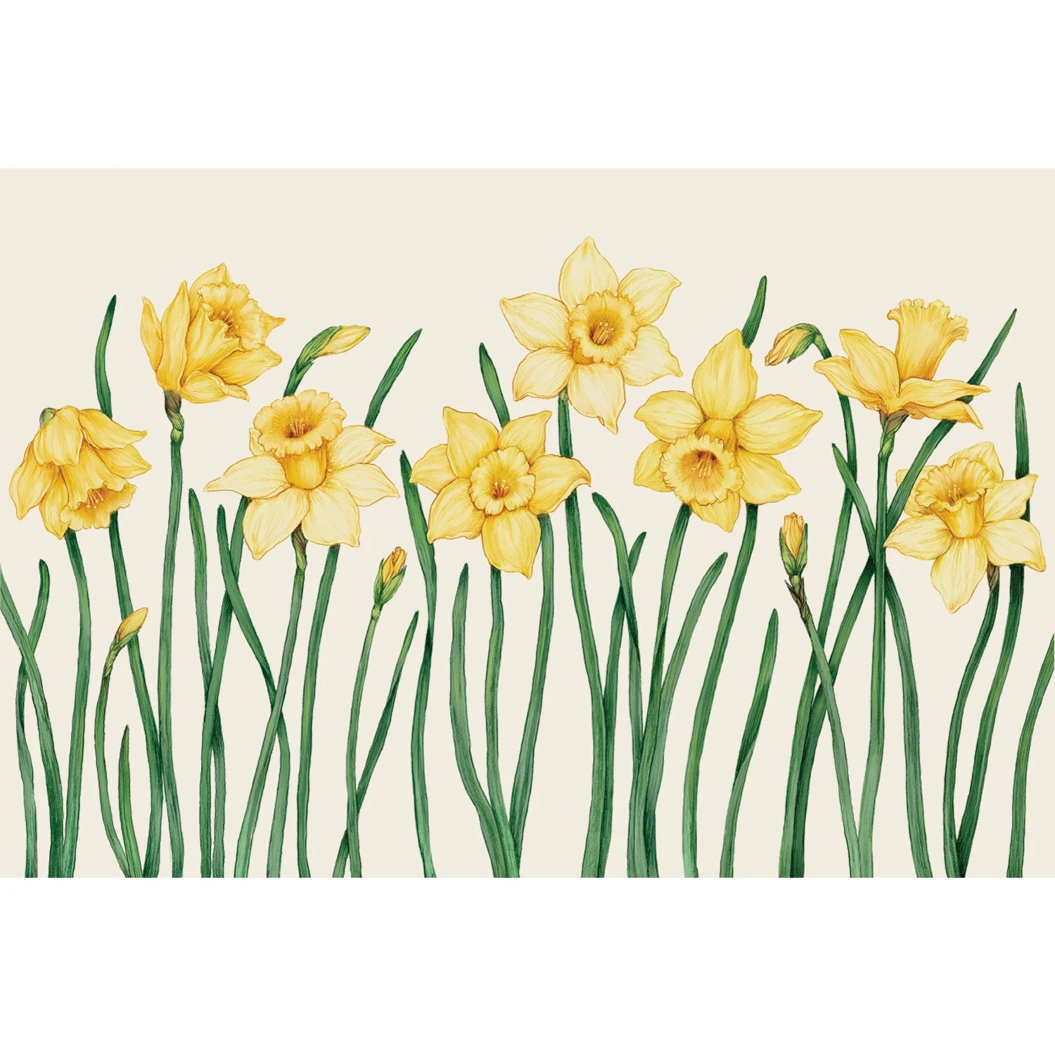 Field of Daffodils Placemats - pack of 15