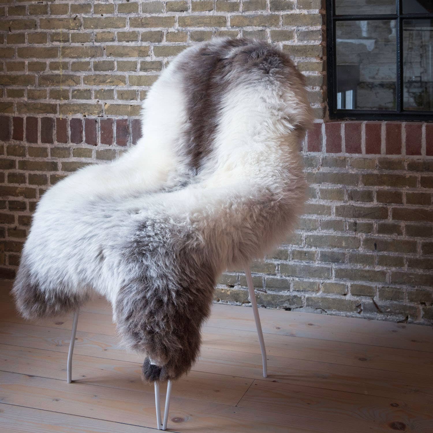 Texel sheep fleece blue Texel