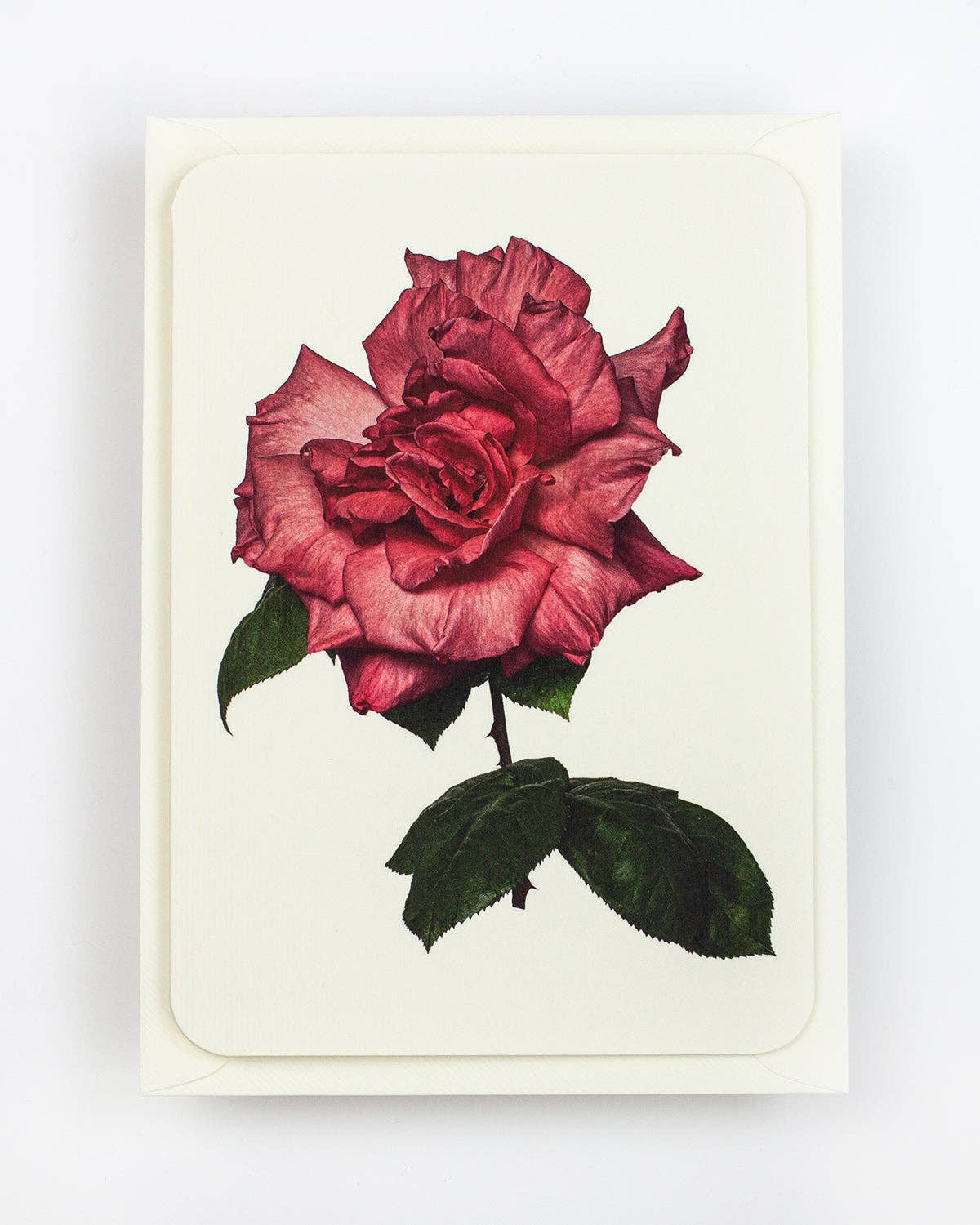 English Garden Roses: Set of 6 Notecards