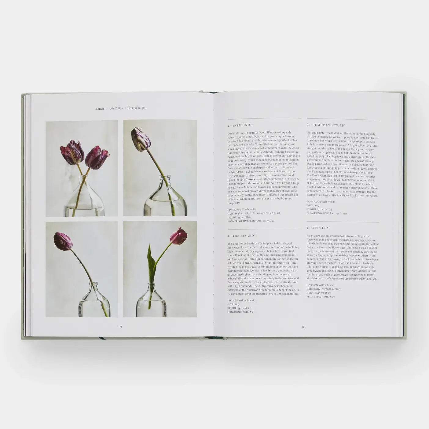 The Tulip Garden: Growing and Collecting Rare Species