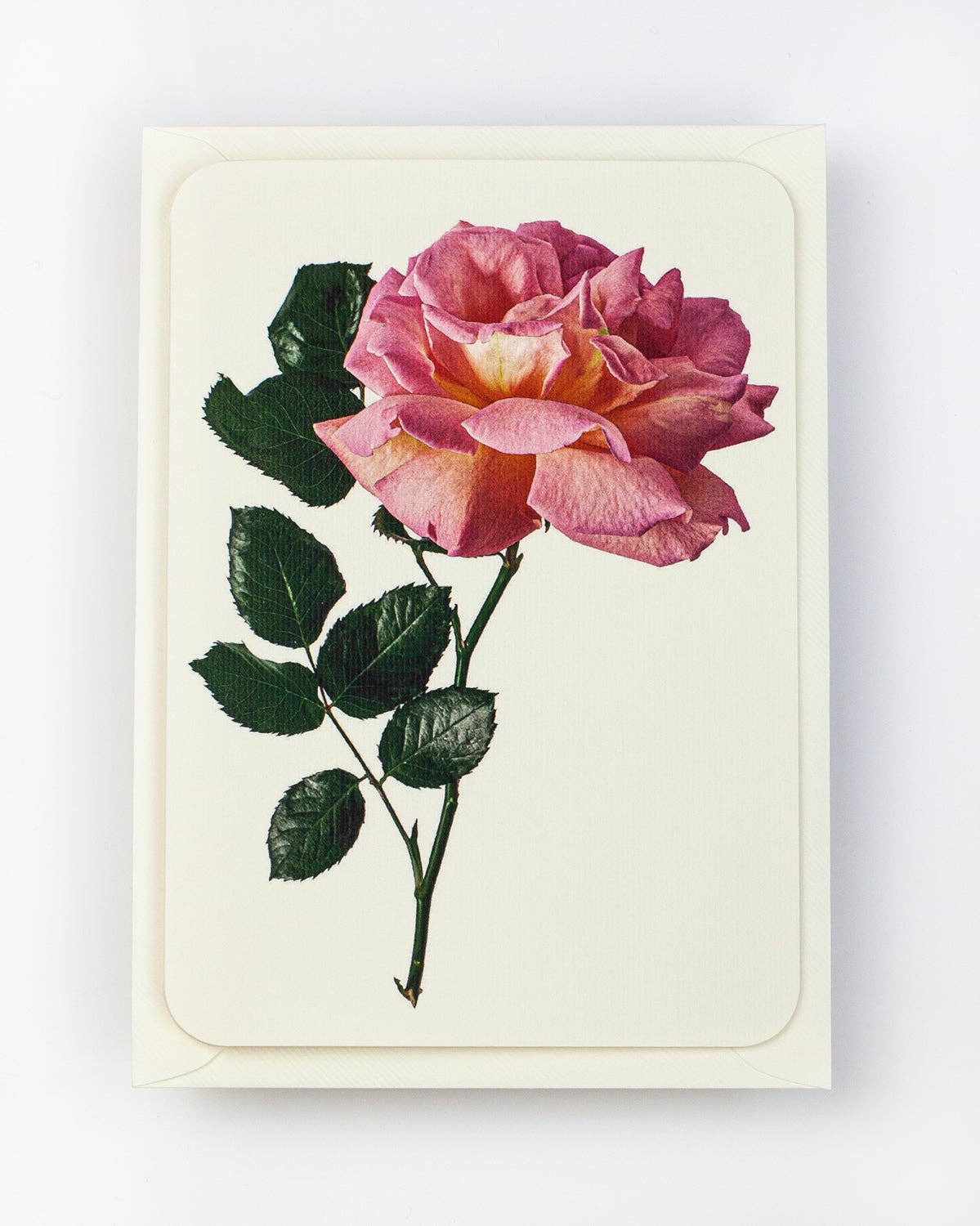 English Garden Roses: Set of 6 Notecards