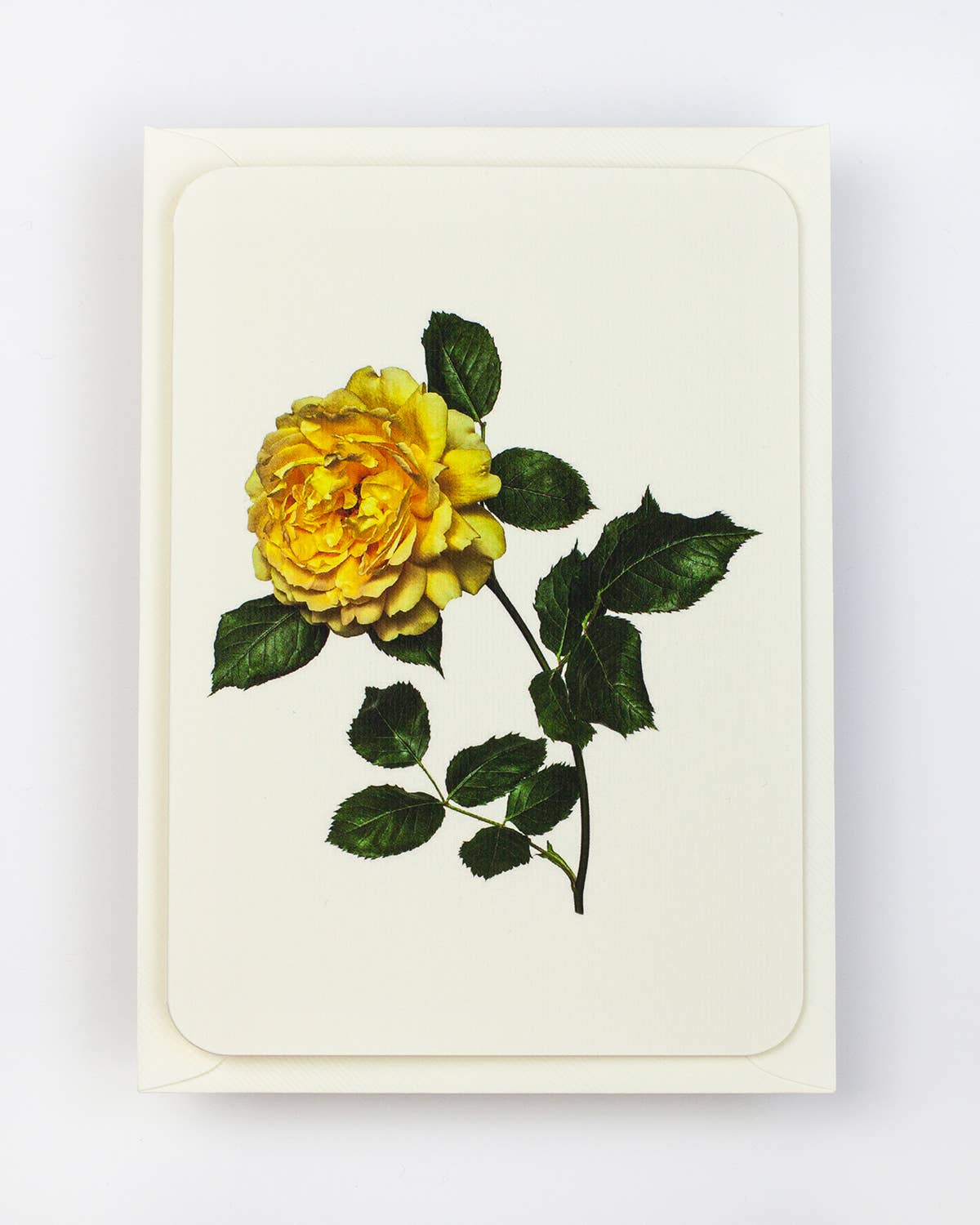 English Garden Roses: Set of 6 Notecards