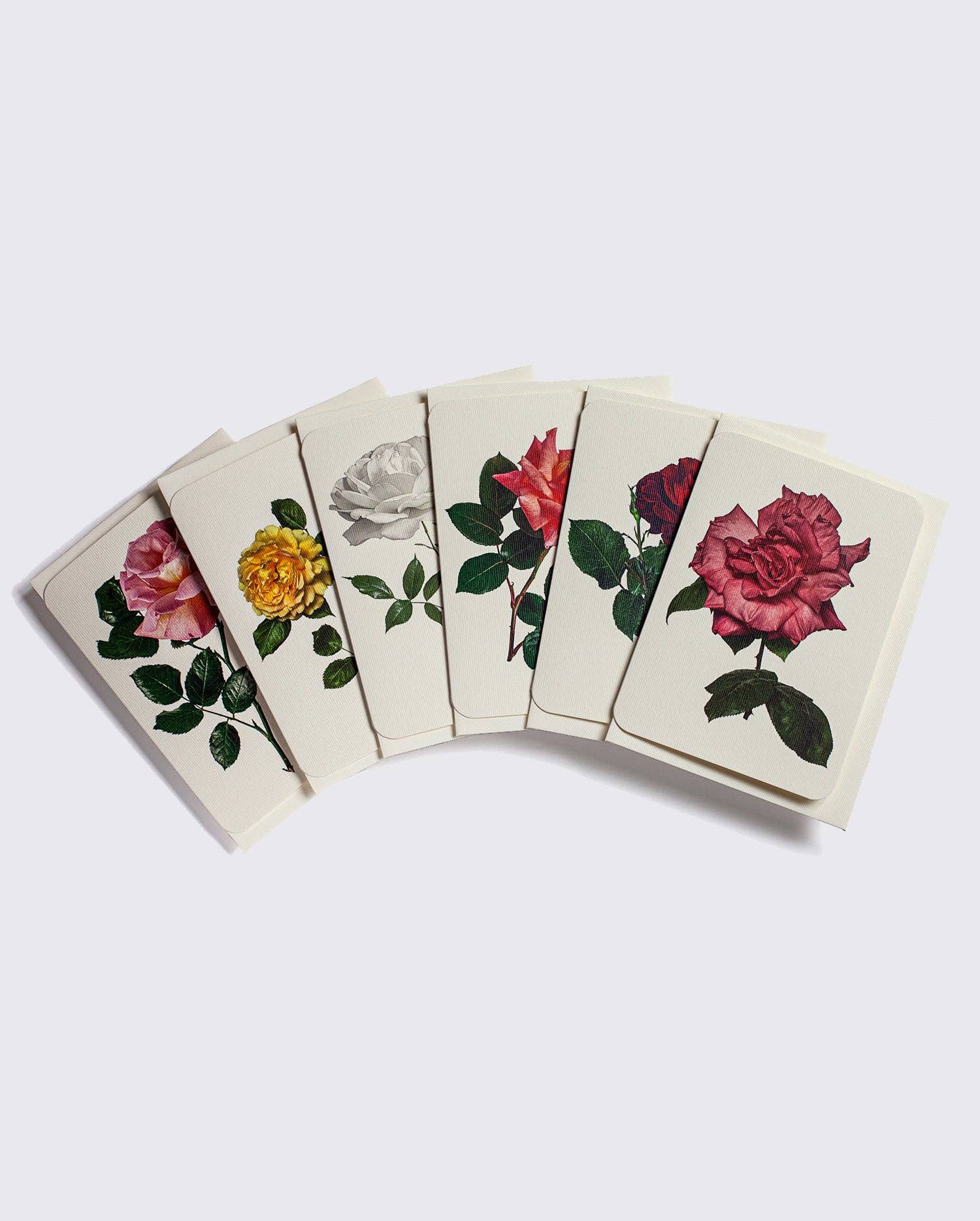 English Garden Roses: Set of 6 Notecards