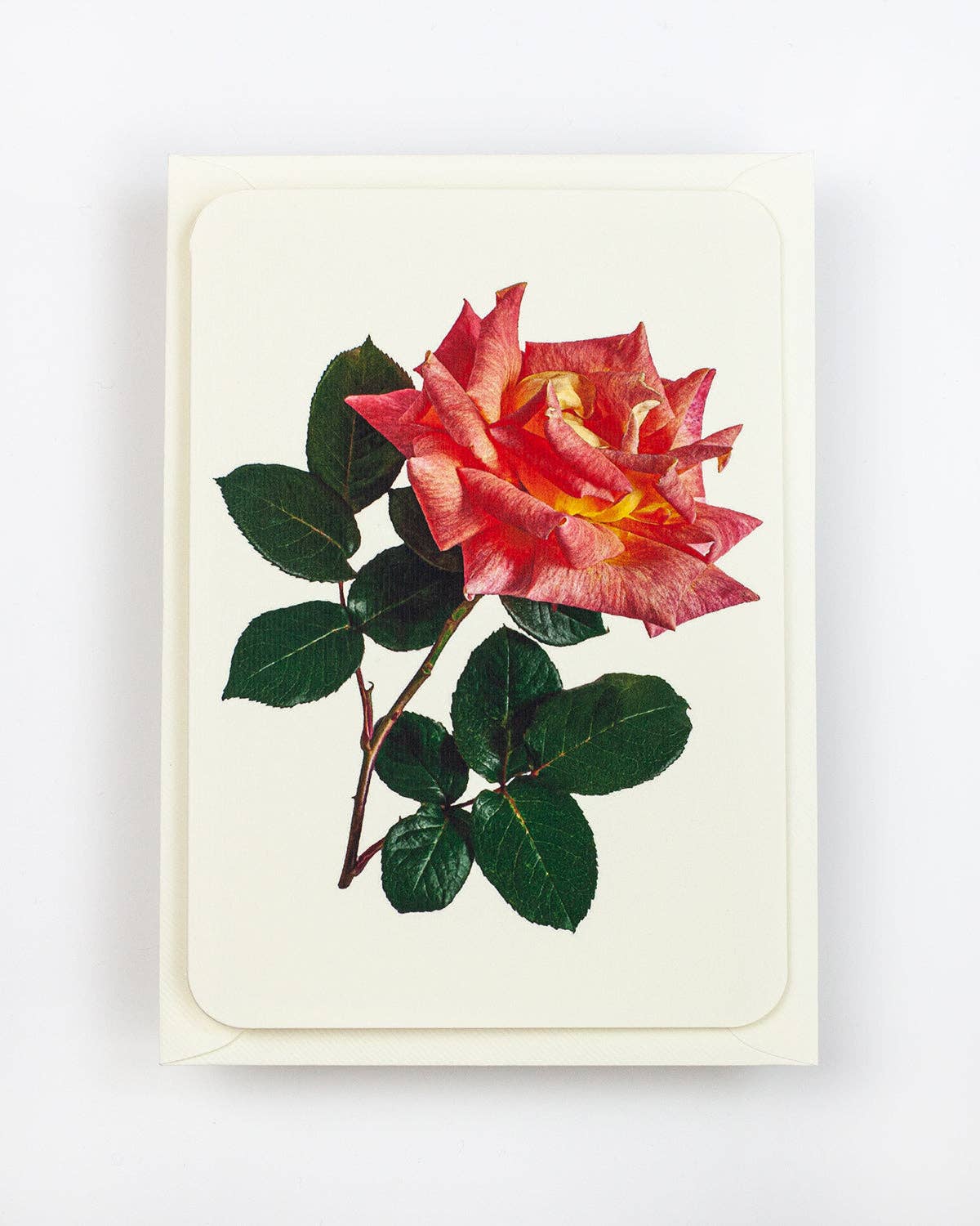 English Garden Roses: Set of 6 Notecards