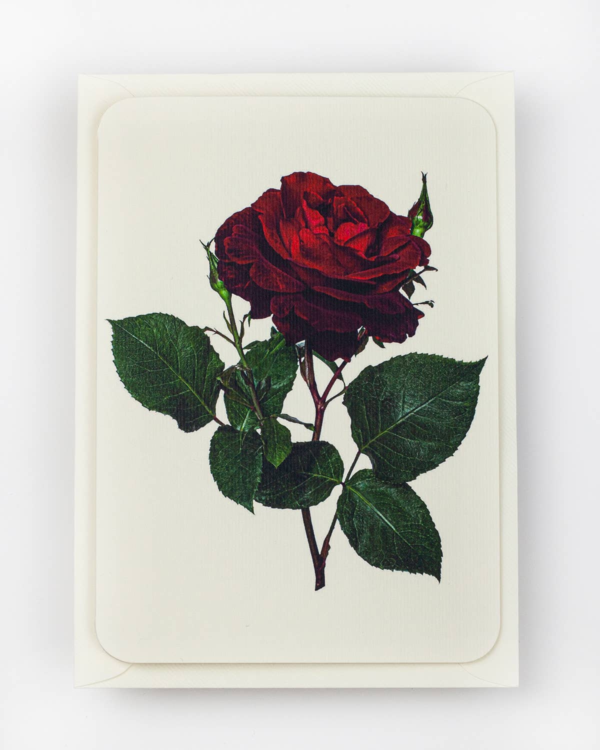 English Garden Roses: Set of 6 Notecards