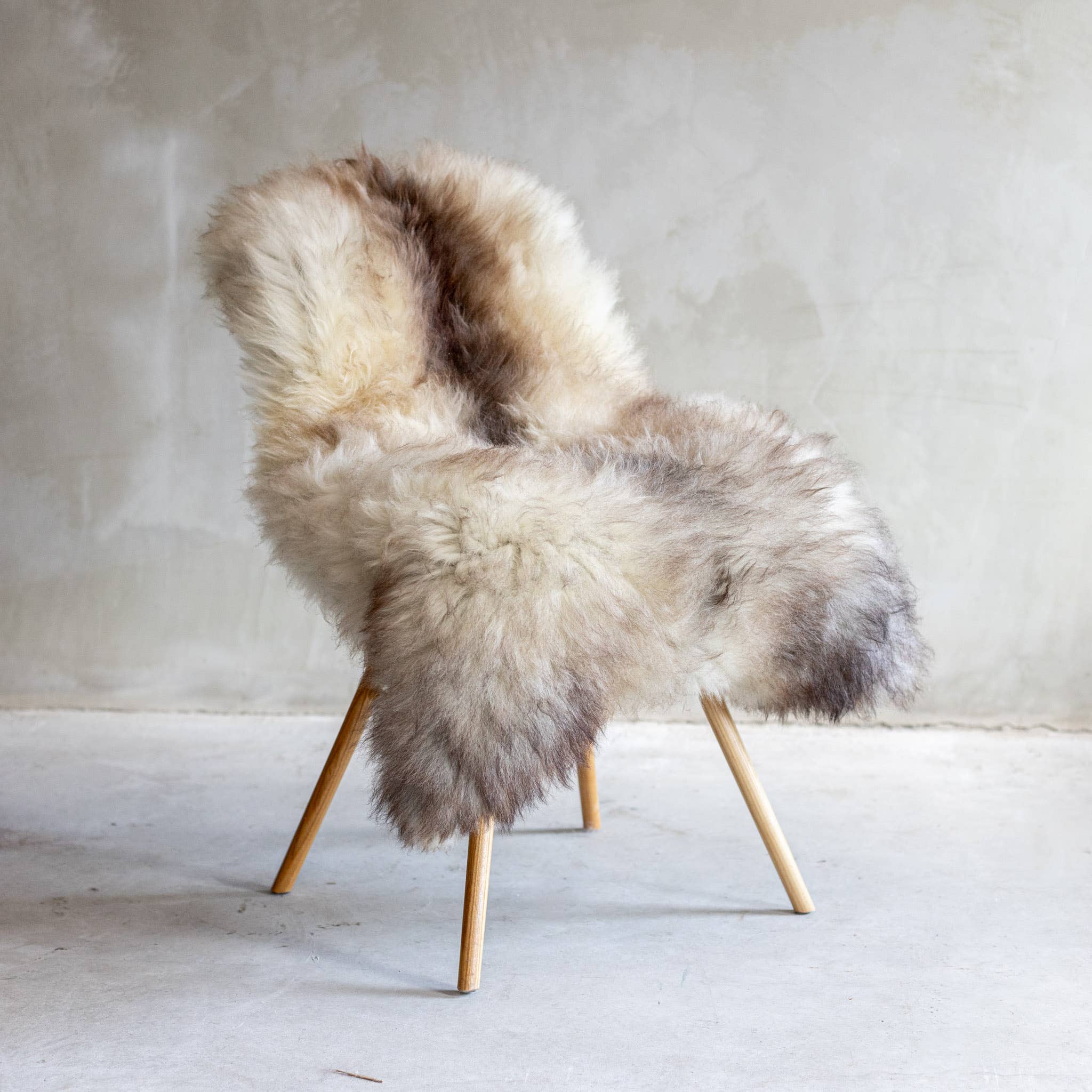 Texel sheep fleece blue Texel