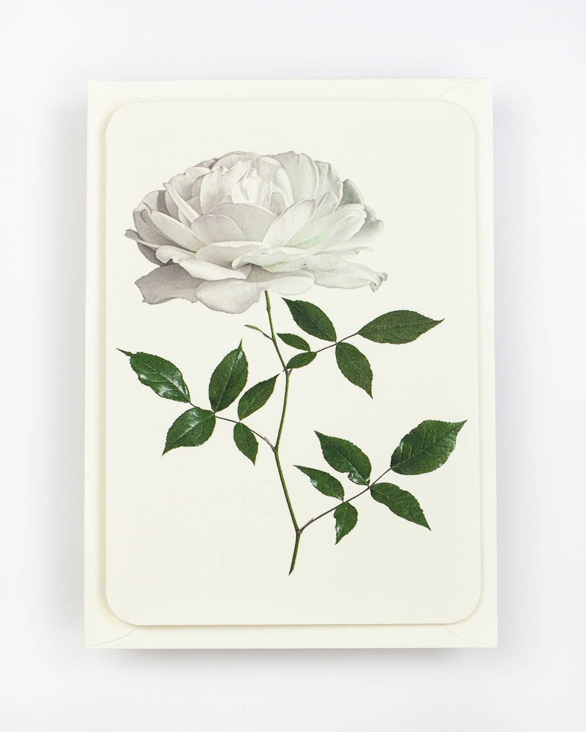 English Garden Roses: Set of 6 Notecards